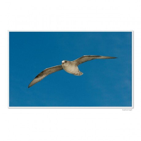 CALVENDO Puzzle CALVENDO Puzzle Emotionale Momente: Die Tierwelt der Arktis \/ CH-Version Пазл CALVENDO Puzzle Emotional Moments: The Animal World of the Arctic / CH version