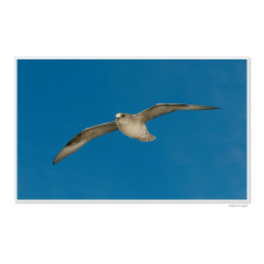 CALVENDO Puzzle CALVENDO Puzzle Emotionale Momente: Die Tierwelt der Arktis \/ CH-Version Пазл CALVENDO Puzzle Emotional Moments: The Animal World of the Arctic / CH version