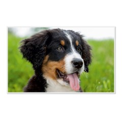 CALVENDO Puzzle CALVENDO Puzzle Emotionale Momente: Berner Sennenhund. \/ CH-Version Пазл CALVENDO Пазл Эмоциональные моменты: Бернский зенненхунд. \/ версия CH