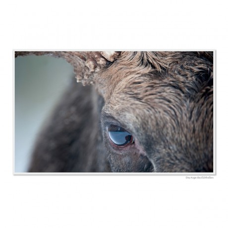 CALVENDO Puzzle CALVENDO Puzzle Emotionale Momente: Europaischer Elch. \/ CH-Version Пазл CALVENDO Пазл Эмоциональные моменты: Европейский лось. \/ версия CH