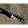 CALVENDO Puzzle CALVENDO Puzzle Andenkondor Пазл CALVENDO Puzzle Андский кондор