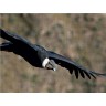 CALVENDO Puzzle CALVENDO Puzzle Andenkondor Пазл CALVENDO Puzzle Андский кондор