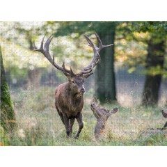 CALVENDO Puzzle CALVENDO Puzzle Emotionale Momente: Hirschbrunft. Part III. Пазл CALVENDO Пазл Эмоциональные моменты: Оленья гонка. Часть 3