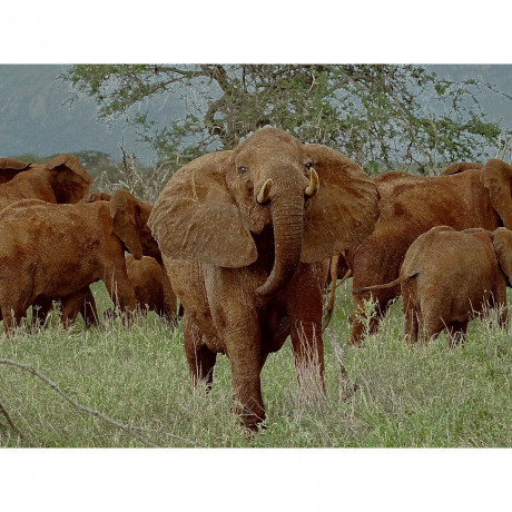 CALVENDO Puzzle CALVENDO Puzzle Elefantenherde : nah dran. Kenia Пазл CALVENDO Пазл стадо слонов: крупным планом. Кения