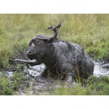 CALVENDO Puzzle CALVENDO Puzzle Februar: Der Buffel gonnt sich eine Fangopackung gegen lastige Insekten. Головоломка CALVENDO Puzzle Февраль: буйвол угощается стаей фанго