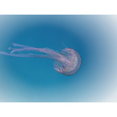 CALVENDO Puzzle CALVENDO Puzzle Faszination Leuchtquallen Пазл CALVENDO Puzzle Очарование светящихся медуз