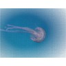 CALVENDO Puzzle CALVENDO Puzzle Faszination Leuchtquallen Пазл CALVENDO Puzzle Очарование светящихся медуз