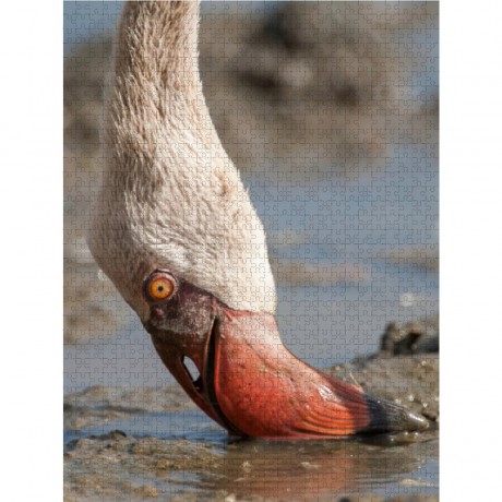 CALVENDO Puzzle CALVENDO Puzzle Rosa Flamingo Пазл CALVENDO Пазл Розовый фламинго