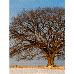 CALVENDO Puzzle CALVENDO Puzzle Februar: Noch ist es bitterkalt. Die Morgensonne bringt ein bisschen Warme. Пазл CALVENDO Puzzle Февраль: Еще очень холодно. Утреннее солнце приносит немного тепла.