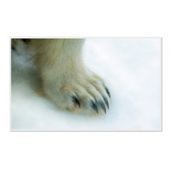 CALVENDO Puzzle CALVENDO Puzzle Emotionale Momente: Der Eisbar. \/ CH-Version Пазл CALVENDO Пазл Эмоциональные моменты: ледяной бар. \/ версия CH