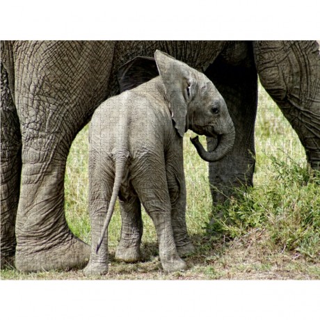 CALVENDO Puzzle CALVENDO Puzzle Kleiner Elefant Пазл CALVENDO Пазл Маленький слоненок