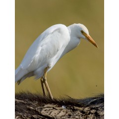 CALVENDO Puzzle CALVENDO Puzzle Kuhreiher auf Buffelrucken Пазл CALVENDO Puzzle Цапля крупного рогатого скота на спине буйвола