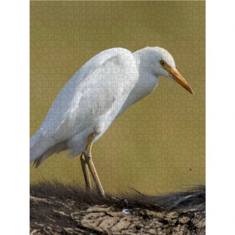 CALVENDO Puzzle CALVENDO Puzzle Kuhreiher auf Buffelrucken Пазл CALVENDO Puzzle Цапля крупного рогатого скота на спине буйвола