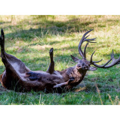 CALVENDO Puzzle CALVENDO Puzzle Wohlig walzt sich der brunftige Hirsch in der Suhle. Пазл CALVENDO Puzzle Олень во время гона счастливо валяется в луже.