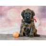 CALVENDO Puzzle CALVENDO Puzzle Briard-Welpe mit Ball Пазл CALVENDO Puzzle Щенок бриара с мячом