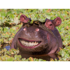 CALVENDO Puzzle CALVENDO Puzzle Emotionale Momente: Lachen ist gesund. Пазл CALVENDO Пазл Эмоциональные моменты: Смех полезен.