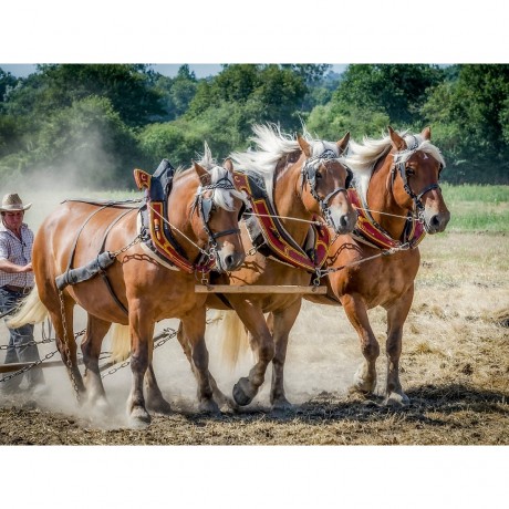 CALVENDO Puzzle CALVENDO Puzzle Feldarbeit zu Pferde Пазл CALVENDO Puzzle Полевые работы верхом на лошади