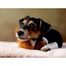 CALVENDO Puzzle CALVENDO Puzzle Liu Пазл CALVENDO Пазл Лю