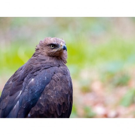 CALVENDO Puzzle CALVENDO Puzzle Schreiadler Пазл CALVENDO Puzzle малый подорлик