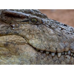 CALVENDO Puzzle CALVENDO Puzzle Krokodile lauern am Ufer des Mara-River auf Beute. Пазл CALVENDO Puzzle Крокодилы подстерегают добычу на берегах реки Мара.