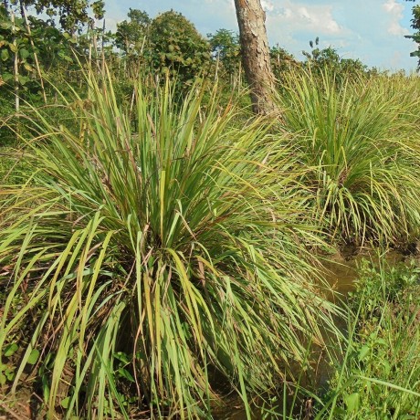 neemen PROTECT ЗАЩИЩАТЬ