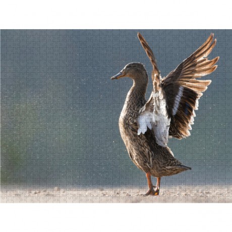 CALVENDO Puzzle CALVENDO Puzzle Emotionale Momente: Die Stockente. Пазл CALVENDO Пазл Эмоциональные моменты: кряква.