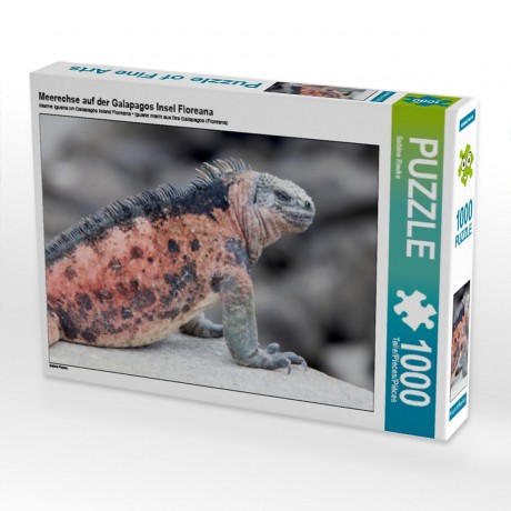 CALVENDO Puzzle CALVENDO Puzzle Meerechse auf der Galapagos Insel Floreana Пазл CALVENDO Пазл морской игуаны на галапагосском острове Флореана