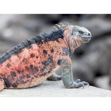 CALVENDO Puzzle CALVENDO Puzzle Meerechse auf der Galapagos Insel Floreana Пазл CALVENDO Пазл морской игуаны на галапагосском острове Флореана