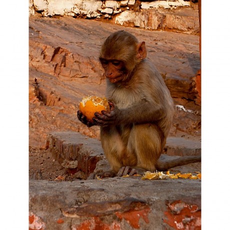 CALVENDO Puzzle CALVENDO Puzzle Niedliche Tierportrats Пазл CALVENDO Puzzle Милые портреты животных