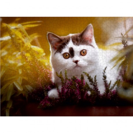 CALVENDO Puzzle CALVENDO Puzzle Zauberhaftes Britisch Kurzhaar Katzenkind Пазл CALVENDO Puzzle Очаровательный британский короткошерстный котенок