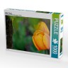 CALVENDO Puzzle CALVENDO Puzzle Gelbe Tulpen Пазл CALVENDO Puzzle Желтые тюльпаны