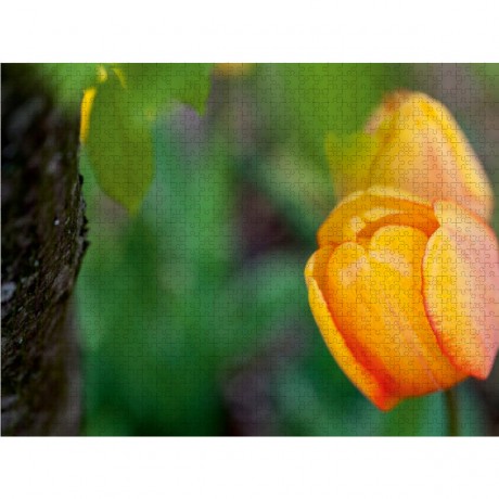 CALVENDO Puzzle CALVENDO Puzzle Gelbe Tulpen Пазл CALVENDO Puzzle Желтые тюльпаны