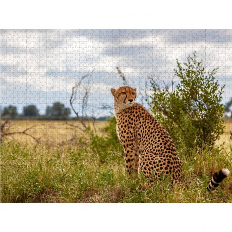 CALVENDO Puzzle CALVENDO Puzzle Stolzer Gepard Пазл CALVENDO Puzzle Гордый гепард