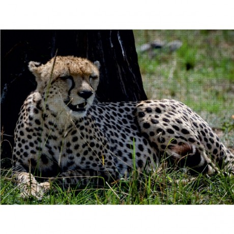 CALVENDO Puzzle CALVENDO Puzzle Gepard Пазл CALVENDO Пазл гепард