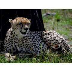 CALVENDO Puzzle CALVENDO Puzzle Gepard Пазл CALVENDO Пазл гепард