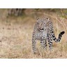 CALVENDO Puzzle CALVENDO Puzzle Emotionale Momente: Leoparden Пазл CALVENDO Puzzle Эмоциональные моменты: леопарды