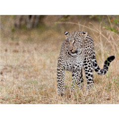 CALVENDO Puzzle CALVENDO Puzzle Emotionale Momente: Leoparden Пазл CALVENDO Puzzle Эмоциональные моменты: леопарды