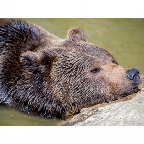 CALVENDO Puzzle CALVENDO Puzzle Braunbar Пазл CALVENDO Puzzle Braunbar