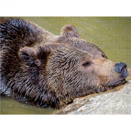 CALVENDO Puzzle CALVENDO Puzzle Braunbar Пазл CALVENDO Puzzle Braunbar