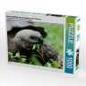 CALVENDO Puzzle CALVENDO Puzzle Riesenschildkrote auf der Galapagos Insel Floreana Пазл CALVENDO Puzzle Гигантская черепаха на галапагосском острове Флореана