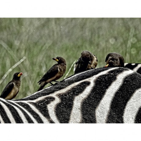 CALVENDO Puzzle CALVENDO Puzzle Zebra....und seine Mitbewohner Пазл CALVENDO Puzzle Зебра....и его соседи по комнате