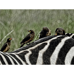 CALVENDO Puzzle CALVENDO Puzzle Zebra....und seine Mitbewohner Пазл CALVENDO Puzzle Зебра....и его соседи по комнате