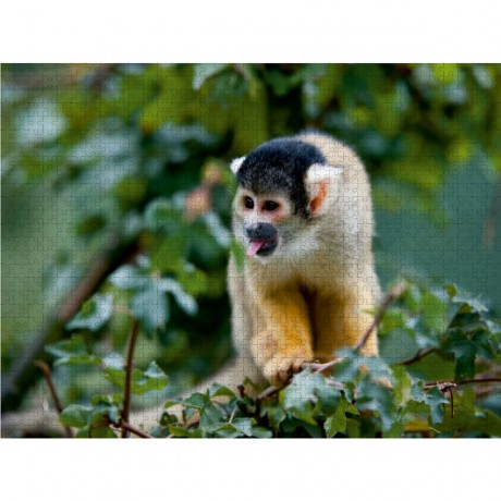 CALVENDO Puzzle CALVENDO Puzzle Totenkopfaffchen Пазл CALVENDO Puzzle Белка Обезьянка