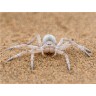 CALVENDO Puzzle CALVENDO Puzzle Eine Wustenspinne Пазл CALVENDO Puzzle Пустынный паук