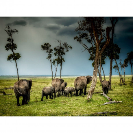 CALVENDO Puzzle CALVENDO Puzzle Auf der Bahn der Elefanten Пазл CALVENDO Puzzle По тропе слонов