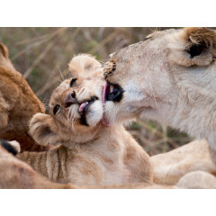 CALVENDO Puzzle CALVENDO Puzzle Emotionale Momente: Liebenswerte Lowenbabys \/ CH-Version Пазл CALVENDO Puzzle Эмоциональные моменты: милые львенки / Swiss version