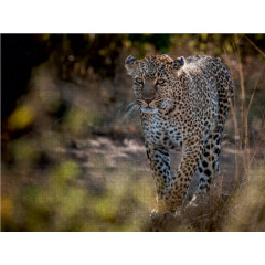 CALVENDO Puzzle CALVENDO Puzzle Emotionale Momente: Leoparden Пазл CALVENDO Puzzle Эмоциональные моменты: леопарды