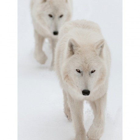 CALVENDO Puzzle CALVENDO Puzzle Emotionale Momente: Der Wolf. Пазл CALVENDO Пазл Эмоциональные моменты: Волк.
