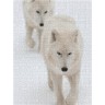 CALVENDO Puzzle CALVENDO Puzzle Emotionale Momente: Der Wolf. Пазл CALVENDO Пазл Эмоциональные моменты: Волк.