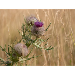 CALVENDO Puzzle CALVENDO Puzzle Am Wegesrand Пазл CALVENDO Puzzle По пути